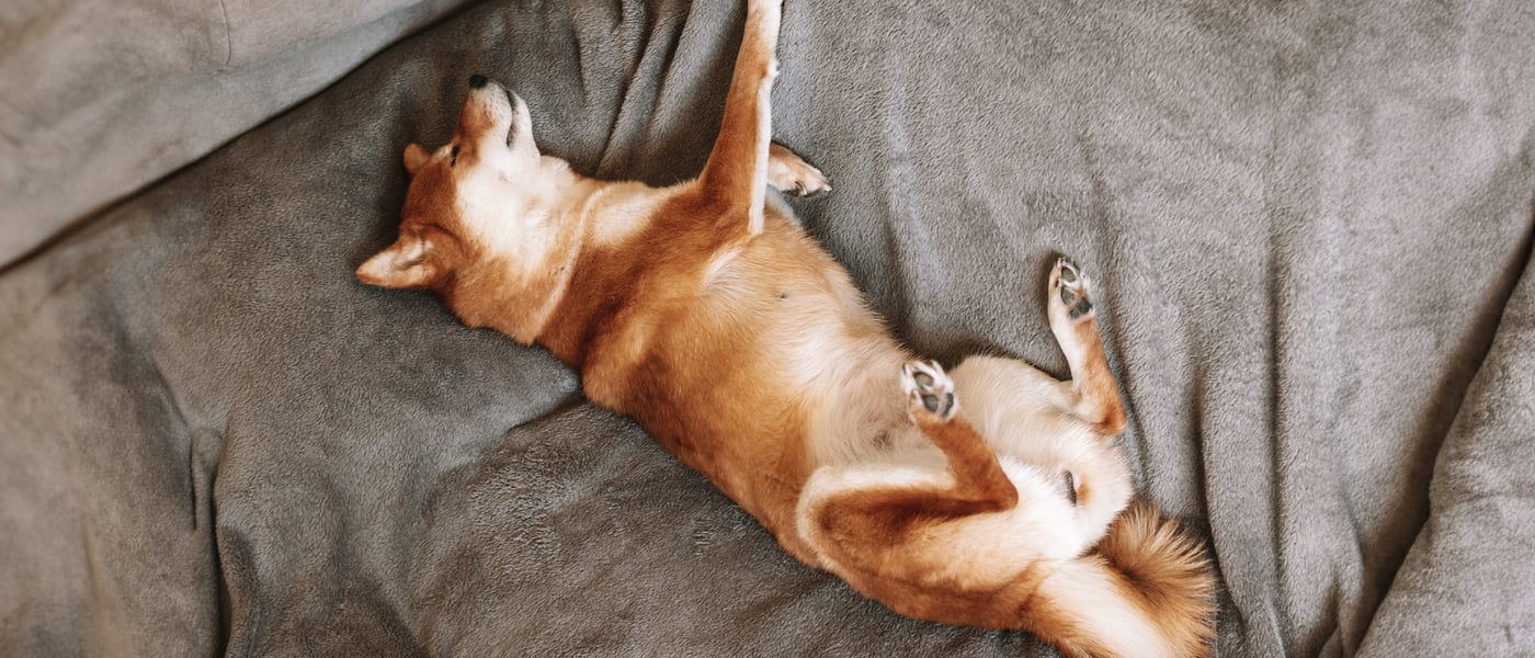 A Shiba Inu in a weird sleeping position, laying on his back on a couch.