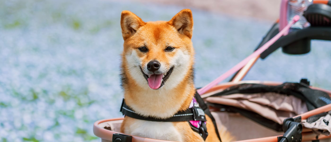 A Shiba Inu sitting in a pink pram.