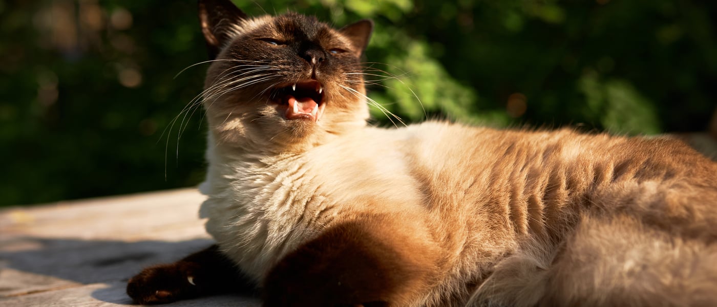 brown cat panting while lying in the sun on a table outside