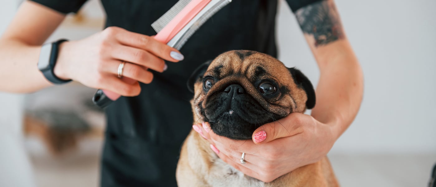 A Pug about to be groomed.