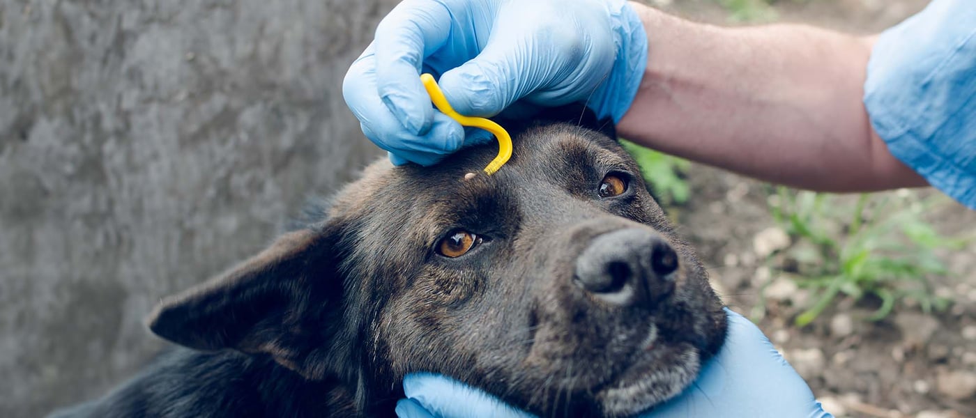 a dog getting a tick removed by a vet
