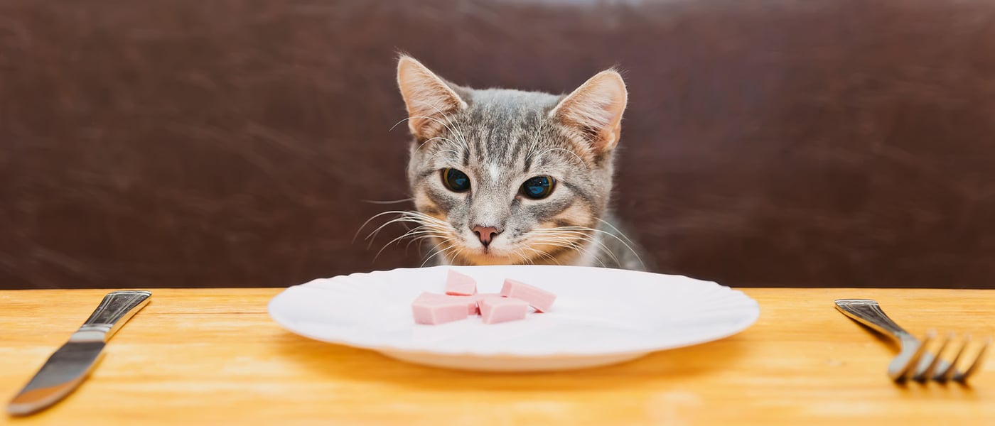 cat looking at meat over the edge of a table