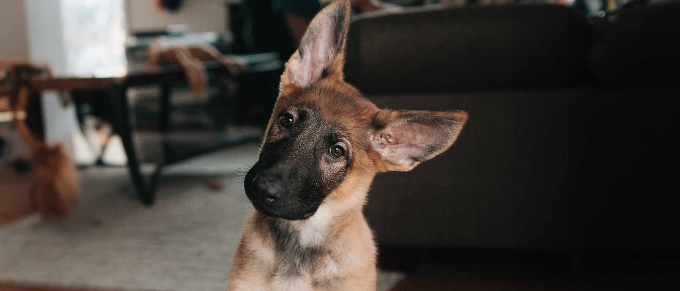 Confused puppy with pre existing condition who needs pet insurance