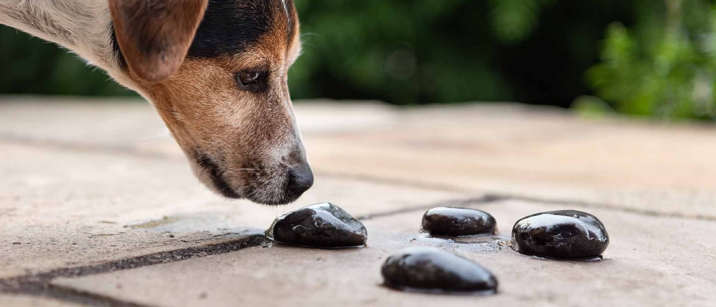 a dog looking at wet stones