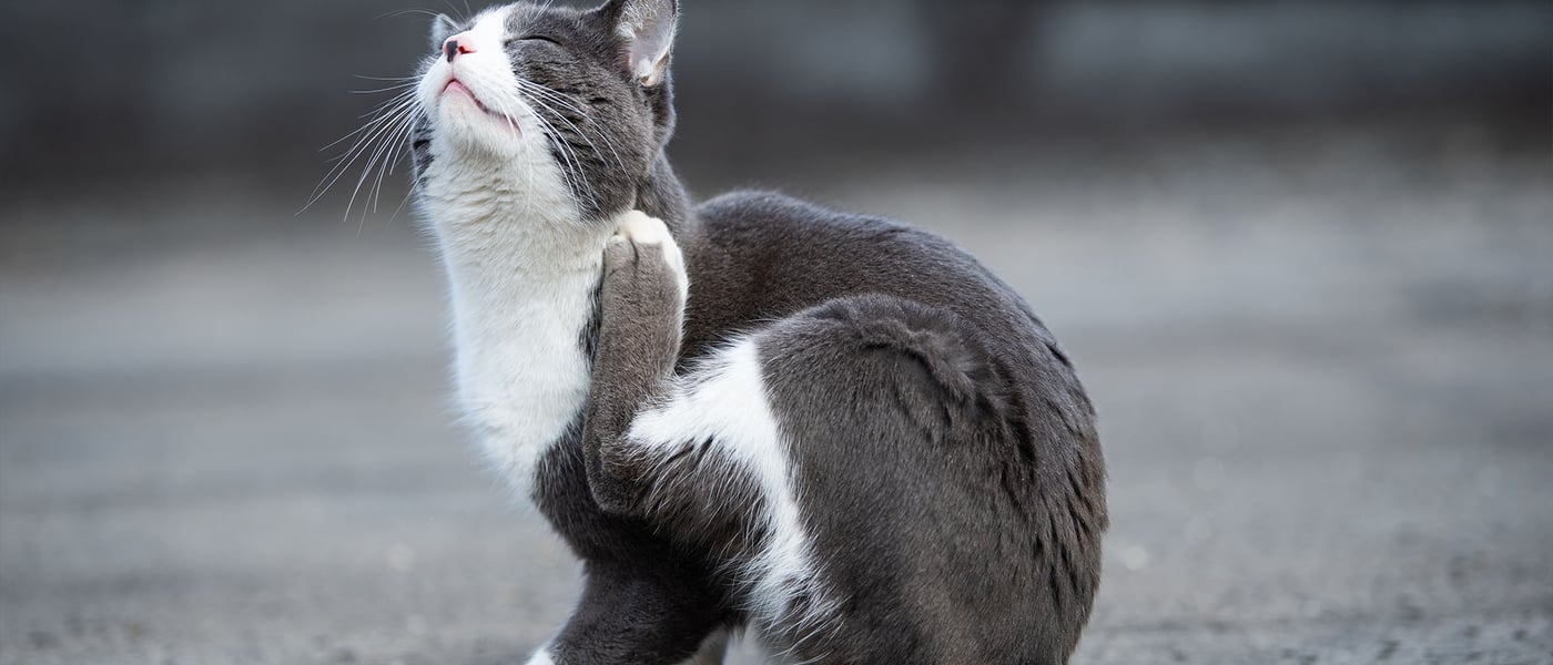 a grey and white cat sitting on the floor itching himself