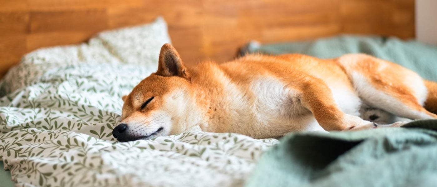 A Shiba Inu sleeping in a bed.