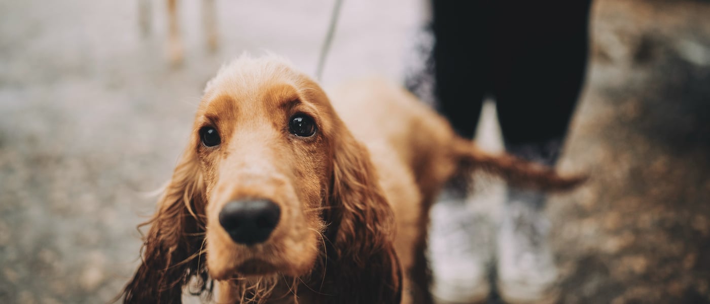 A brown spaniel on a lead walking in the rain with their owner.