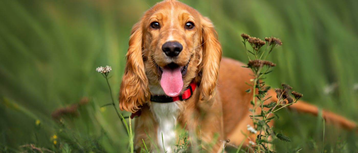A close up of a spaniel.