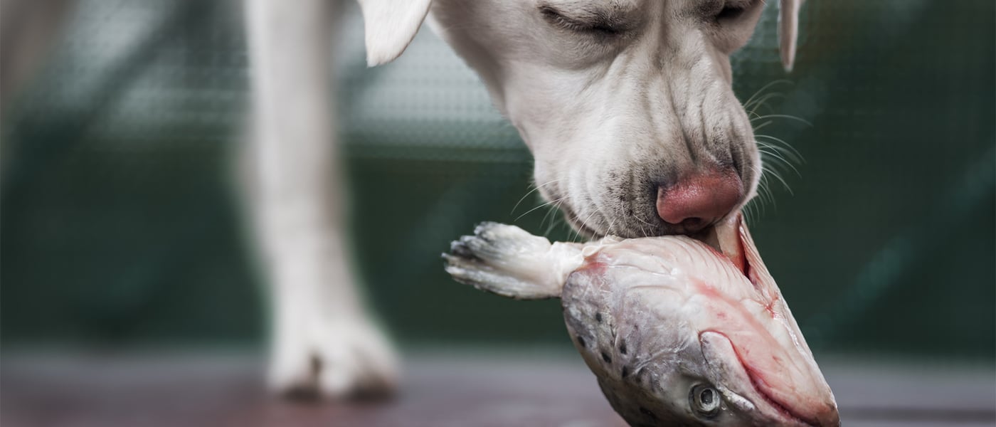 A dog eating a fish