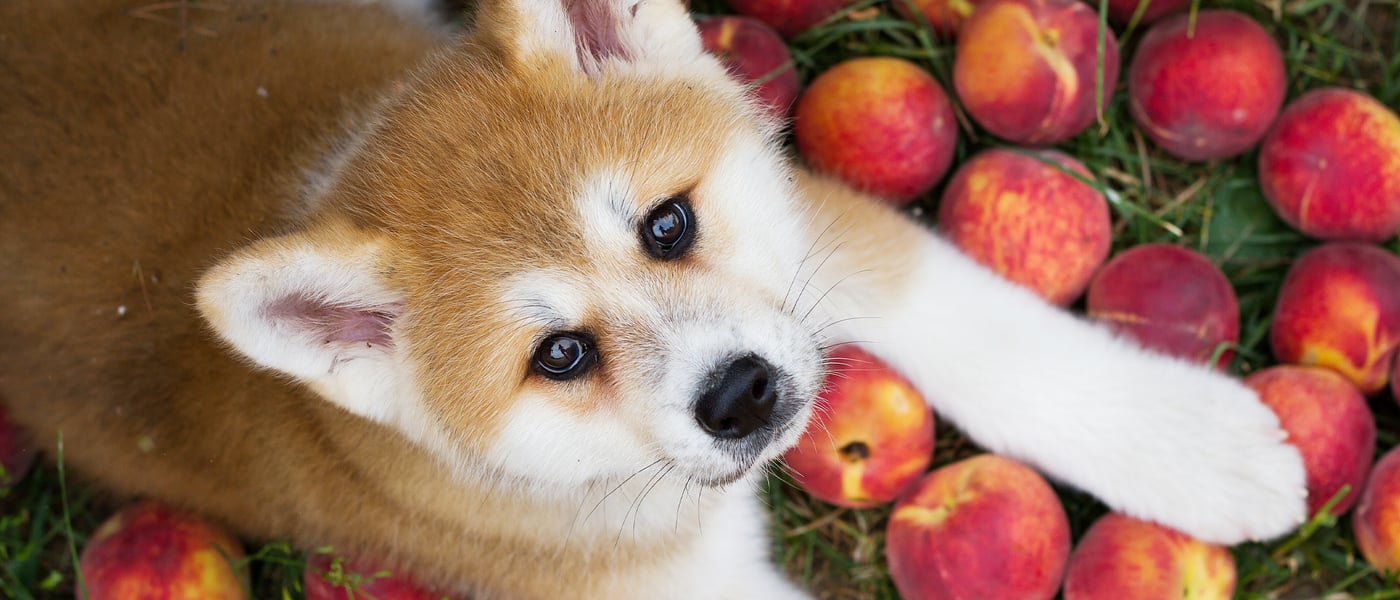 A Corgi puppy laying on a bed of nectarines.