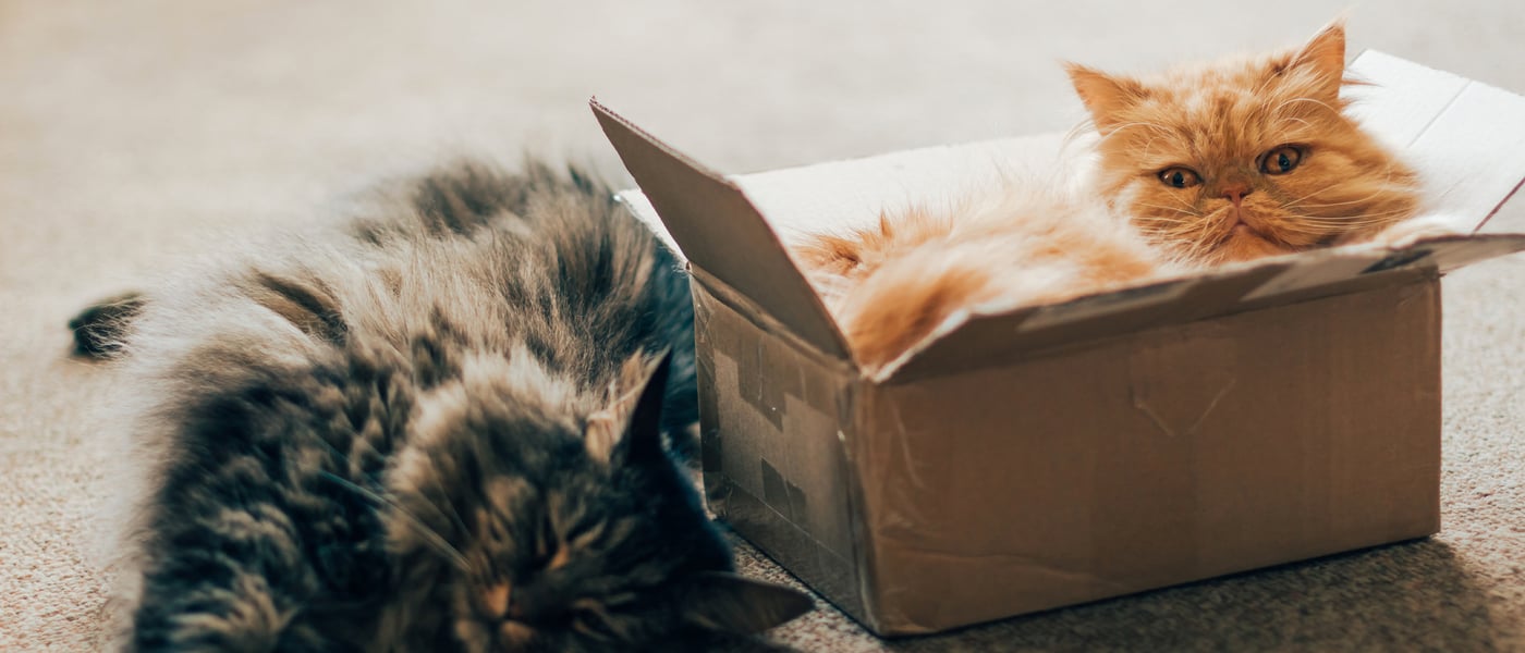 two fluffy cats laying down, one is in a box