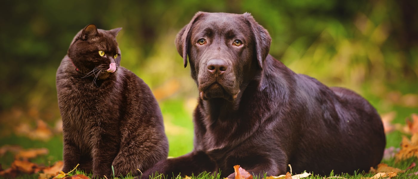 A black cat sitting next to a brown labrador on grass.