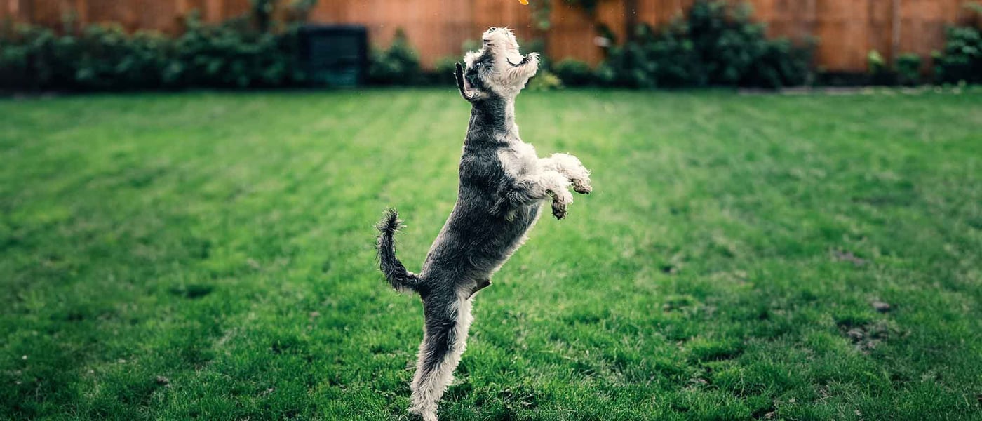 grain free puppy food