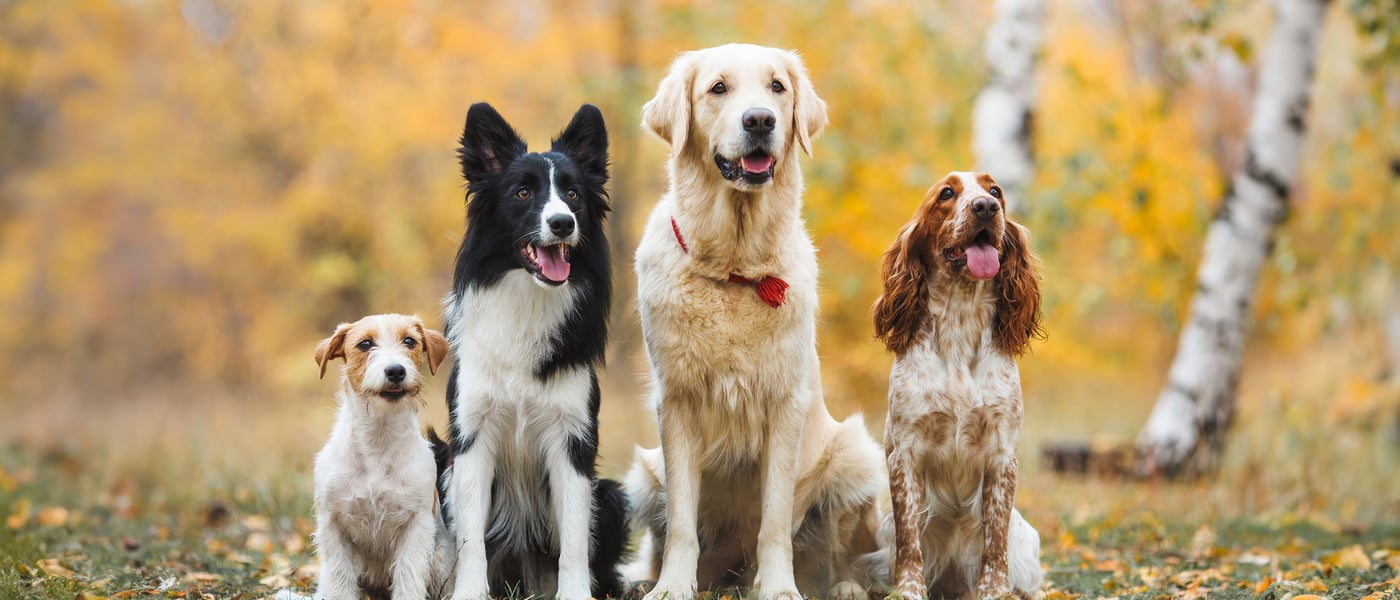 4 different dog breeds standing in a row