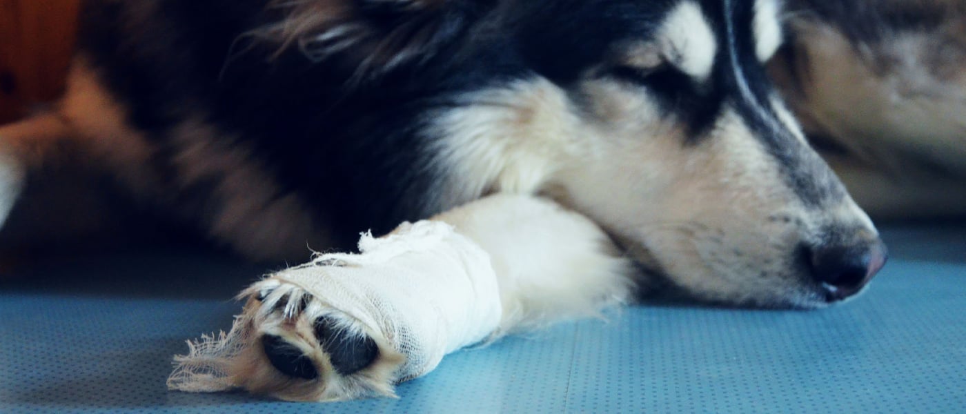 a dog with a bandage around its leg