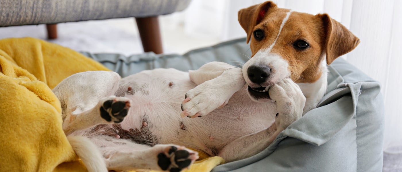 Jack Russell lying in a bed with paw in mouth