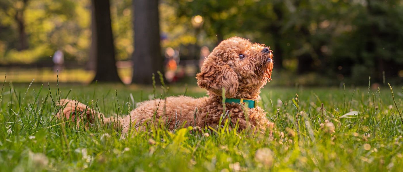 A brown Labradoodle sitting in grass.