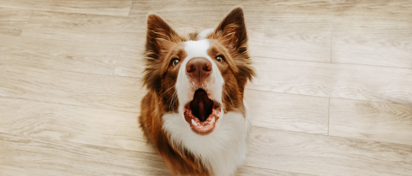Brown and white border collie sitting with mouth open barking