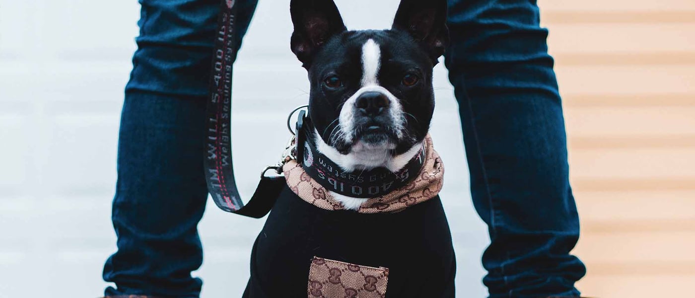 Boston Terrier sitting down