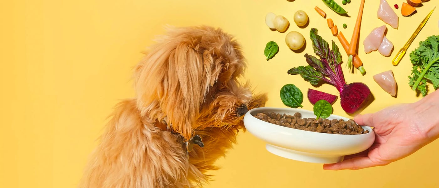 a dog with healthy food