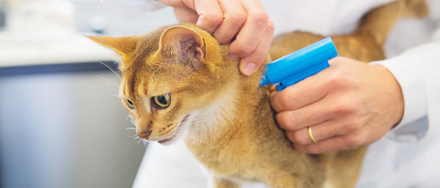 ginger cat getting microchipped by vet