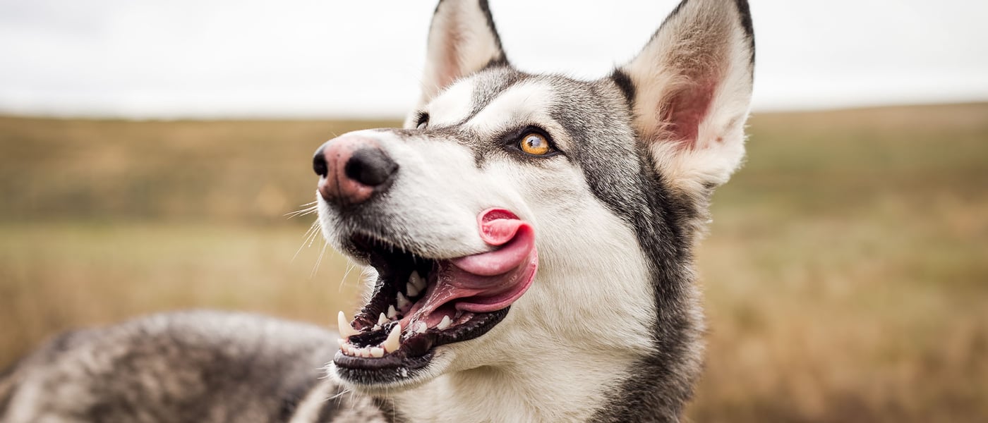 A grey dog licking its lips
