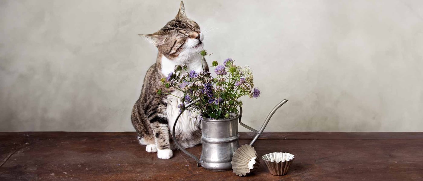 Cat about to sneeze, sat next to flower pot