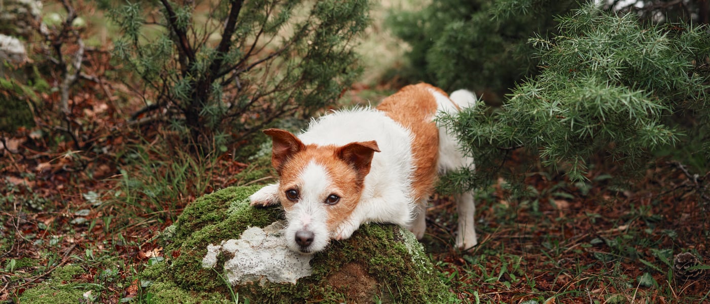 a brown and white jack russell laying his head on a mossy rock in a forest