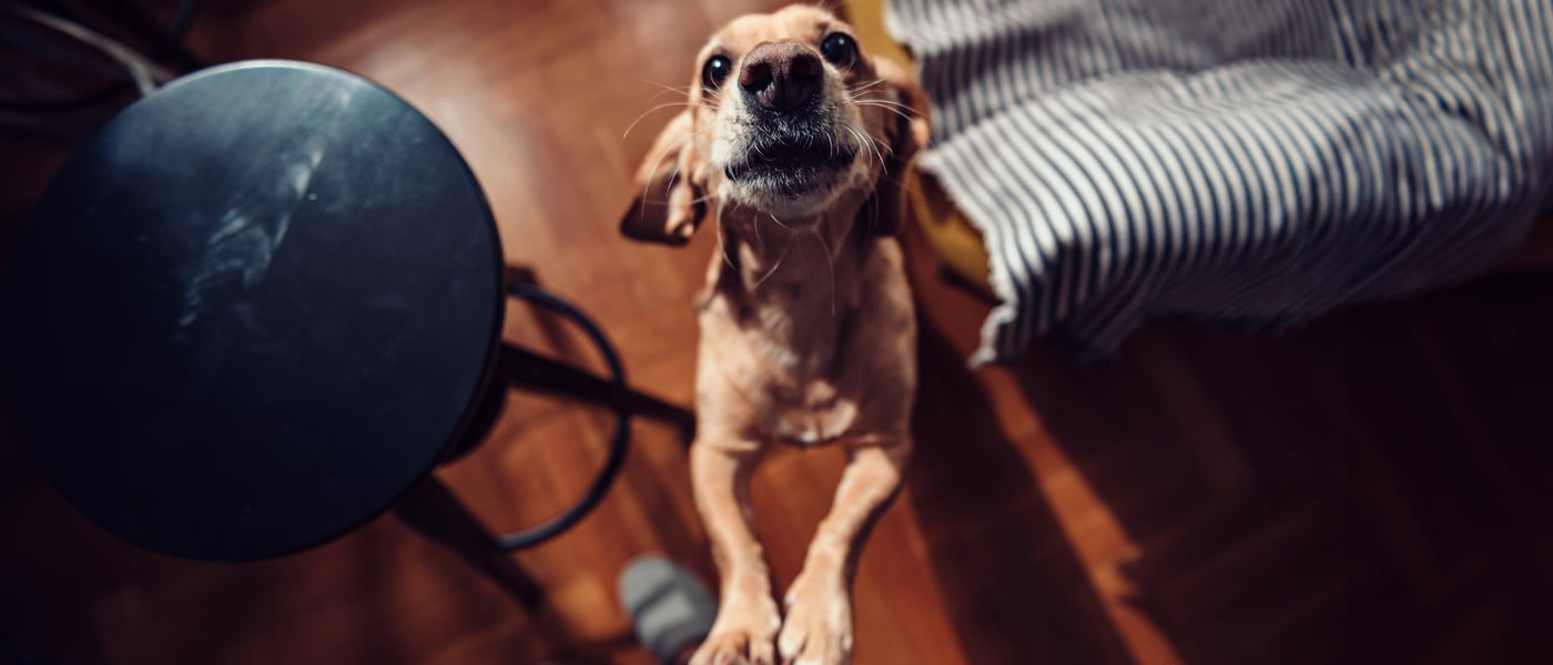 A dog jumping up at their owner and barking.