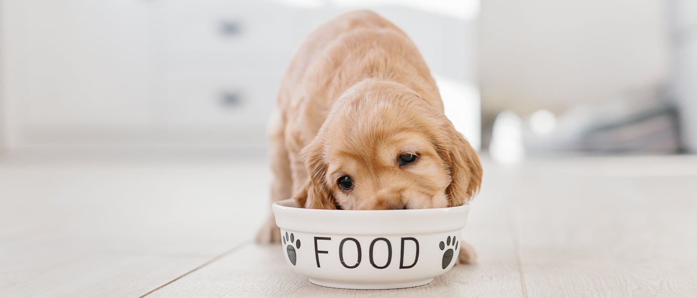 Golden Cocker Spaniel puppy eating from a bowl labelled 'food'