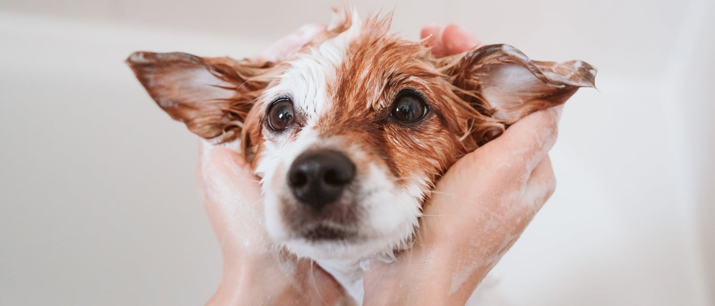 A close up of a wet jack russell being embraced in two hands.