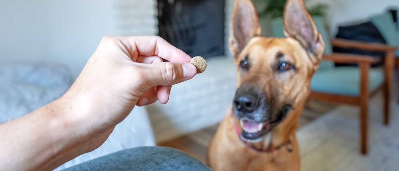 dog looking at pill