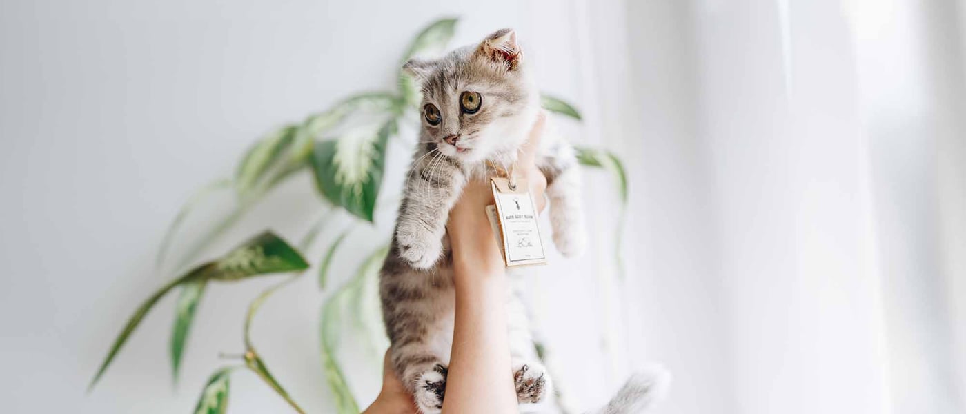 kitten being held in the air