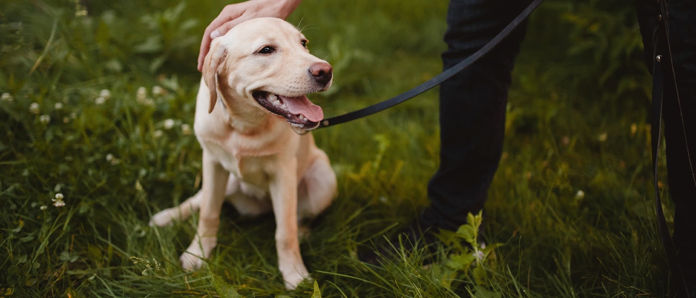 A cream-coloured Labrador being patted on the head and sitting in grass.