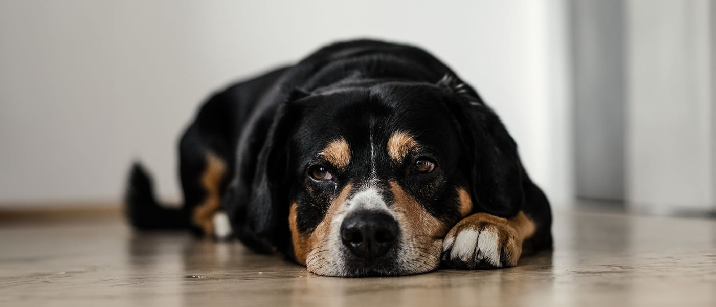 A dog looking sad, suffering from separation anxiety 