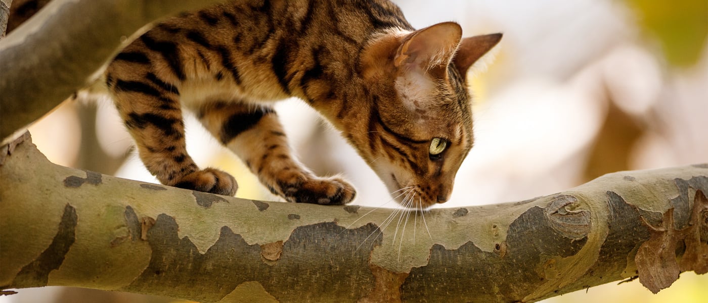 bengal walking on a tree branch