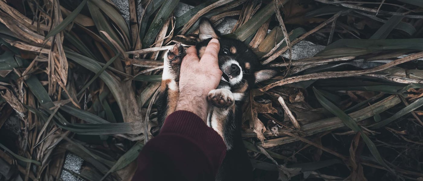 Puppy playing with owner and trying to stop the puppy biting