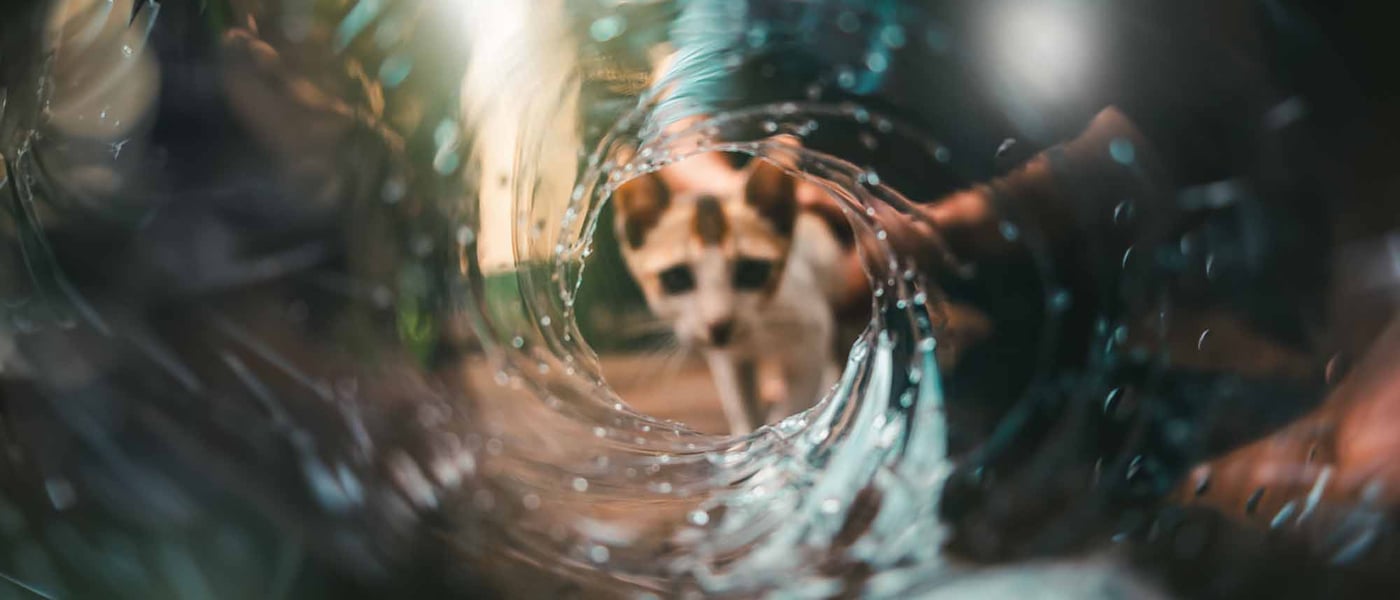 Cat looks into whirlpool