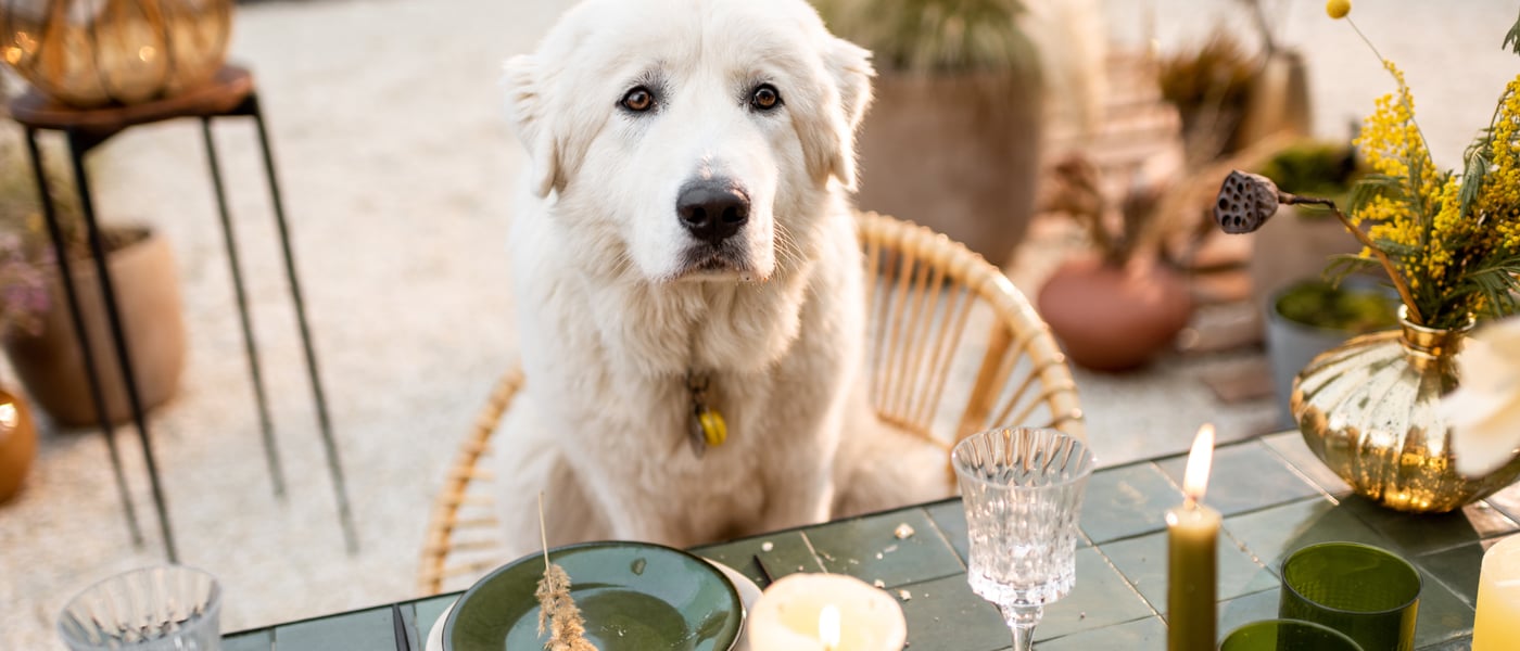 a white dog sitting at a table