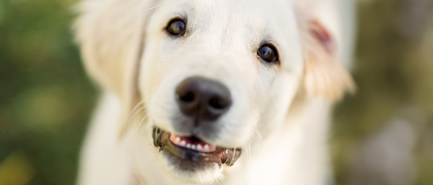A close up image of a golden retriever puppy.