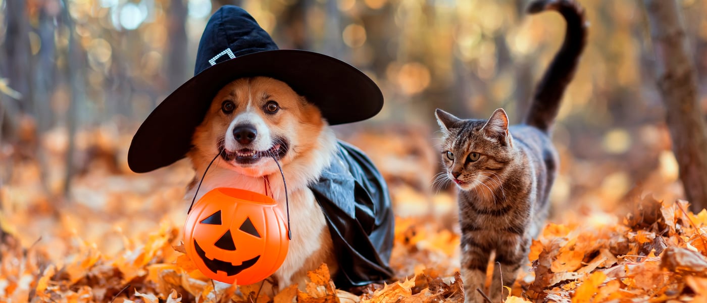 A corgi and a cat trick or treating amongst leaves.