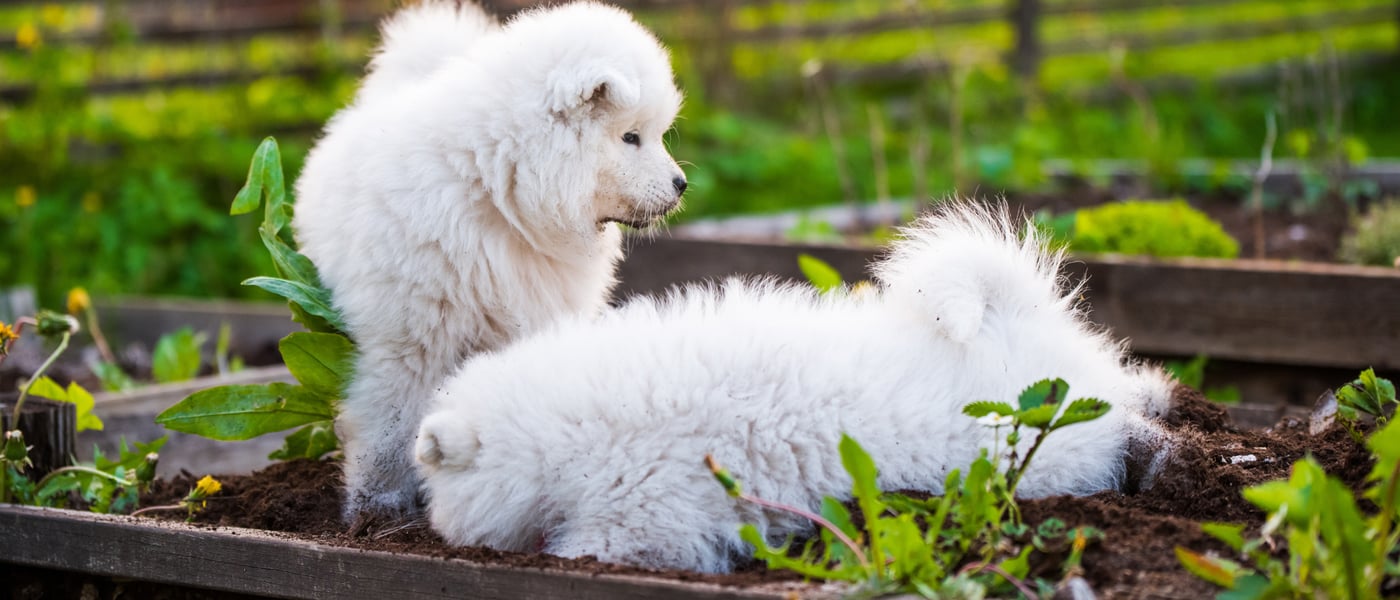 two white puppies sitting in a vegetable bed