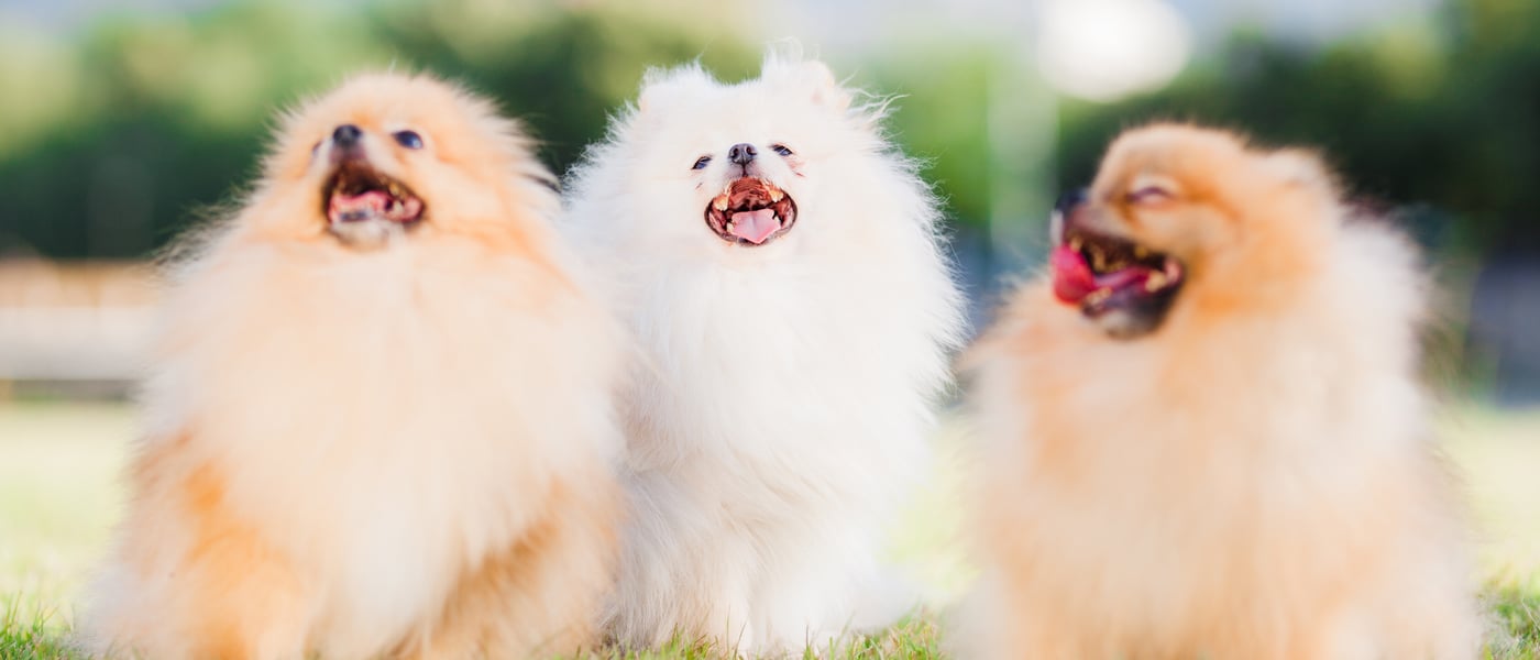 A trio of Pomeranians sitting on grass.
