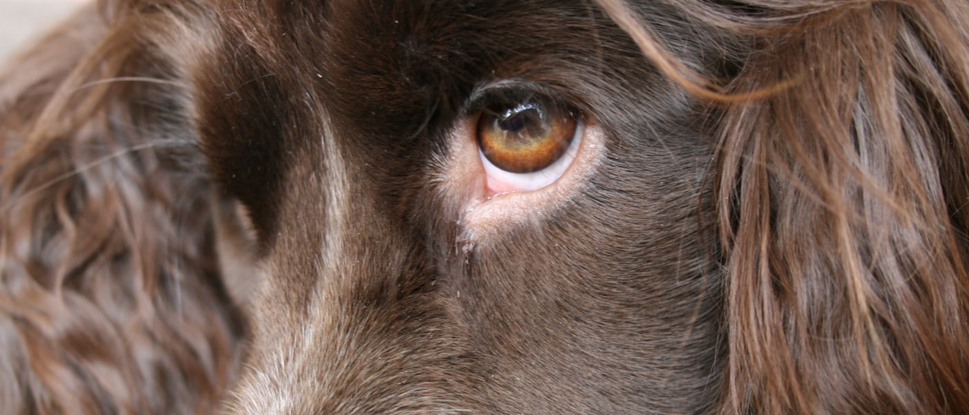 A close up image of a brown cocker spaniel's eye