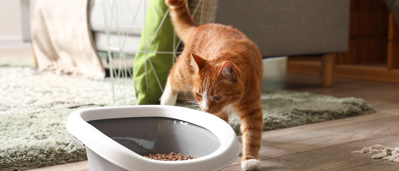 ginger cat sniffing litter box