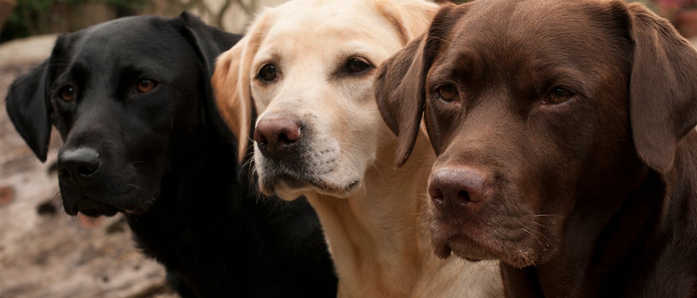 Three labradors stood in a row, they're all different colours.