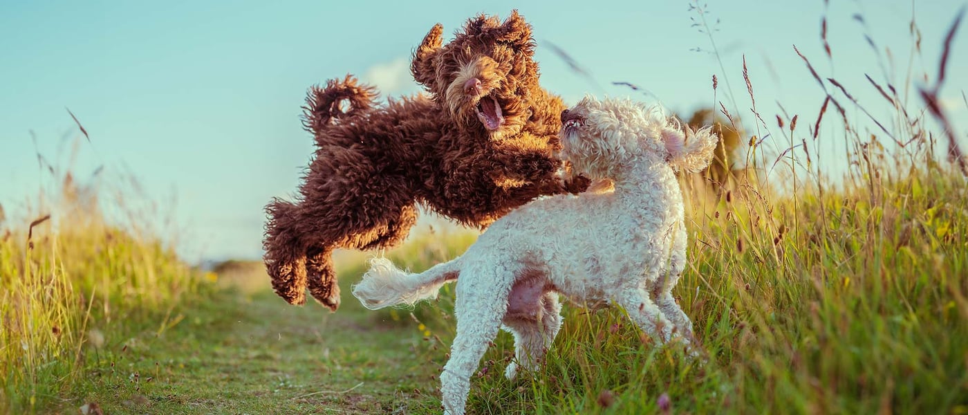 two cockapoos playing