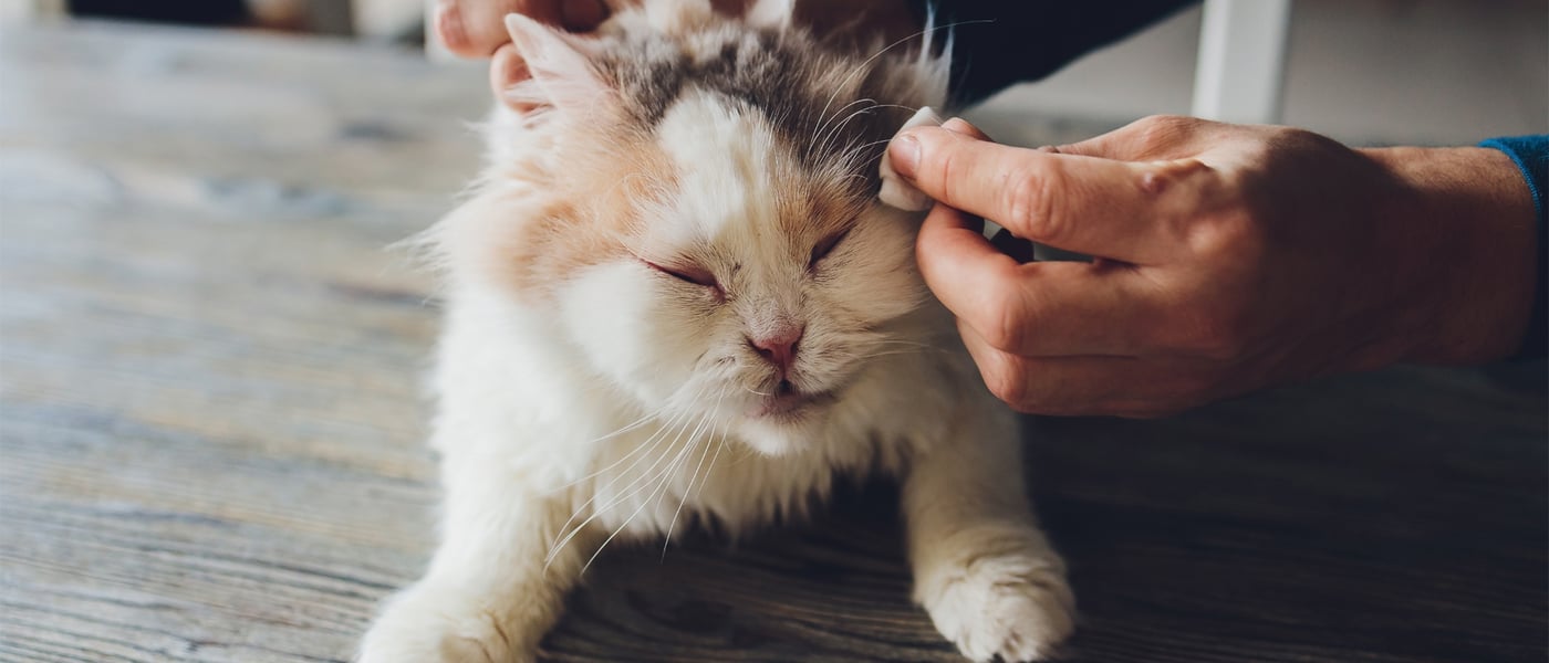 a cat getting his eyes wiped by his owner
