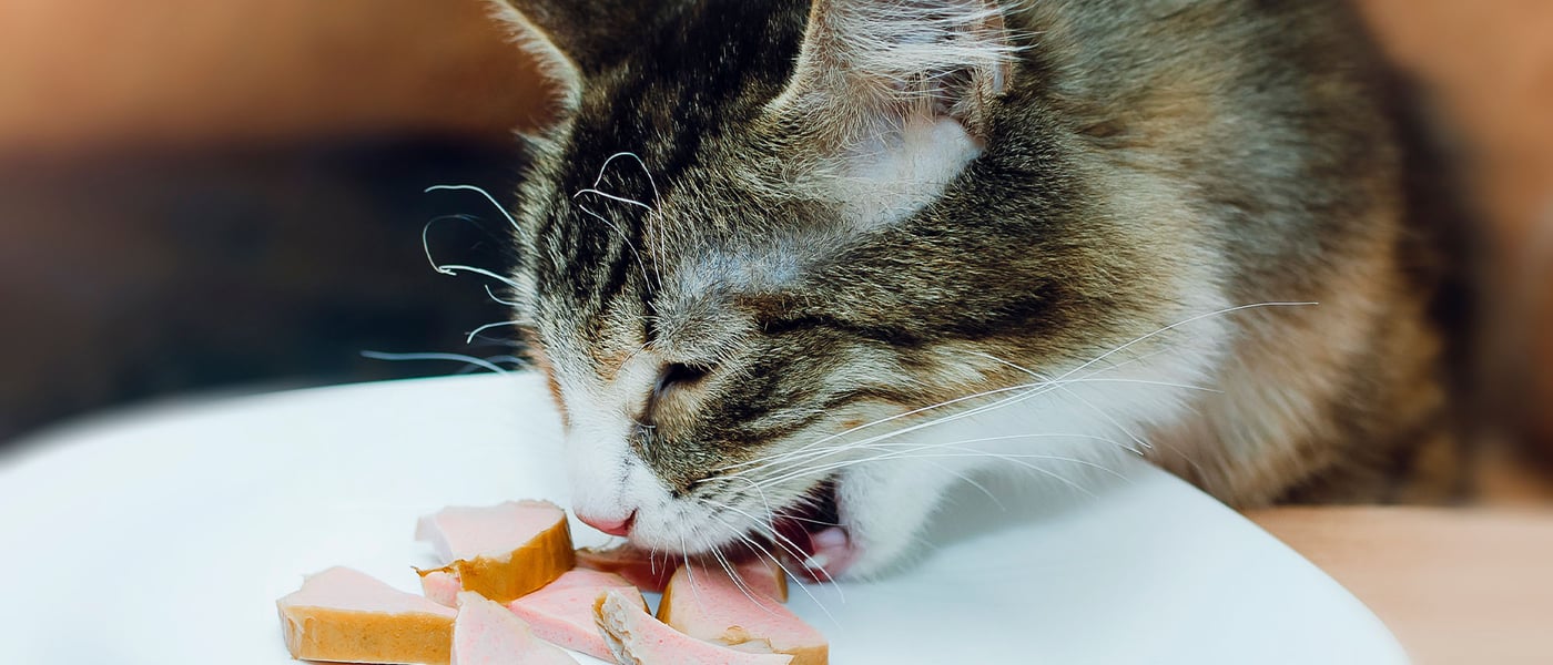 a cat eating ham from a plate