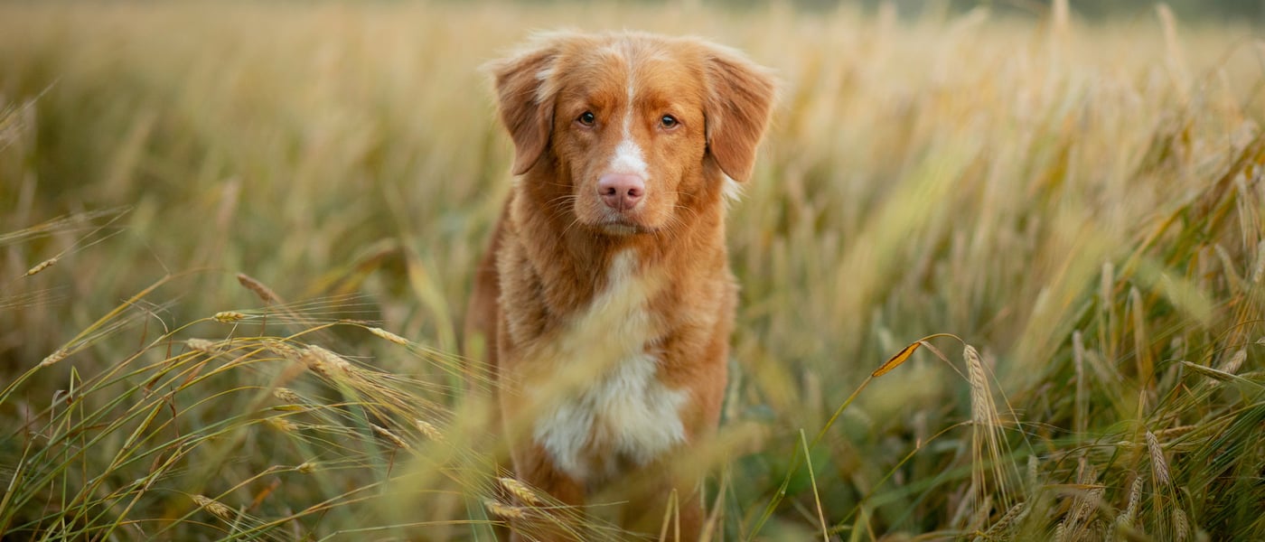 a collie dog standing in long grass looking directly at the camera